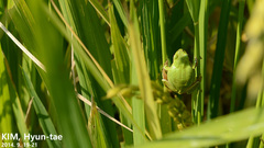 Hyla flaviventris
