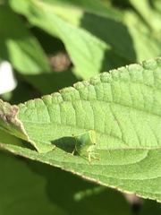Stictocephala bisonia