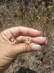 Pterocephalus plumosus