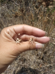 Pterocephalus plumosus