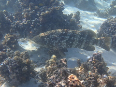 Epinephelus malabaricus
