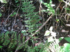 Cheilanthes hirta hirta