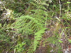 Cheilanthes hirta hirta