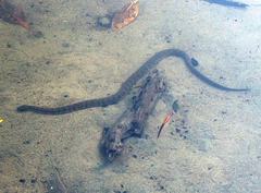 Cerberus schneiderii