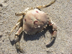 Ovalipes trimaculatus