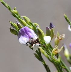 Psoralea aphylla