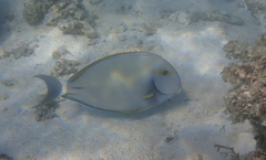 Acanthurus grammoptilus