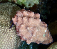 Drupella cornus