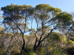 Leptospermum whitei