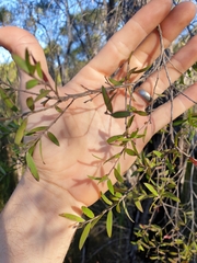 Leptospermum whitei
