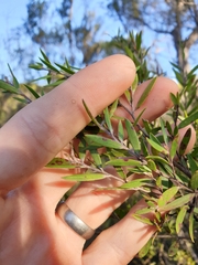 Leptospermum whitei