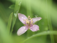 Cleome simplicifolia