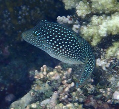 Canthigaster margaritata