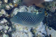 Canthigaster margaritata