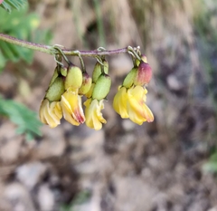 Astragalus penduliflorus