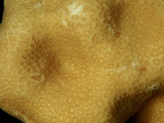Goniastrea stelligera