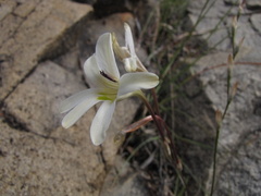 Tritonia pallida