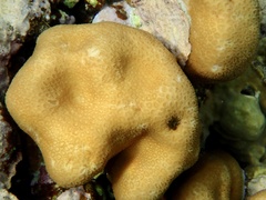 Goniastrea stelligera