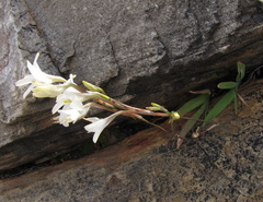 Tritonia pallida