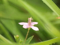 Cleome simplicifolia