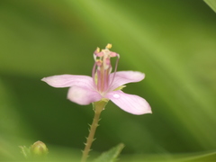 Cleome simplicifolia