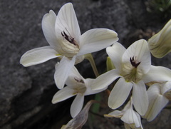 Tritonia pallida