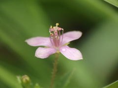 Cleome simplicifolia