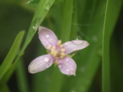 Cleome simplicifolia
