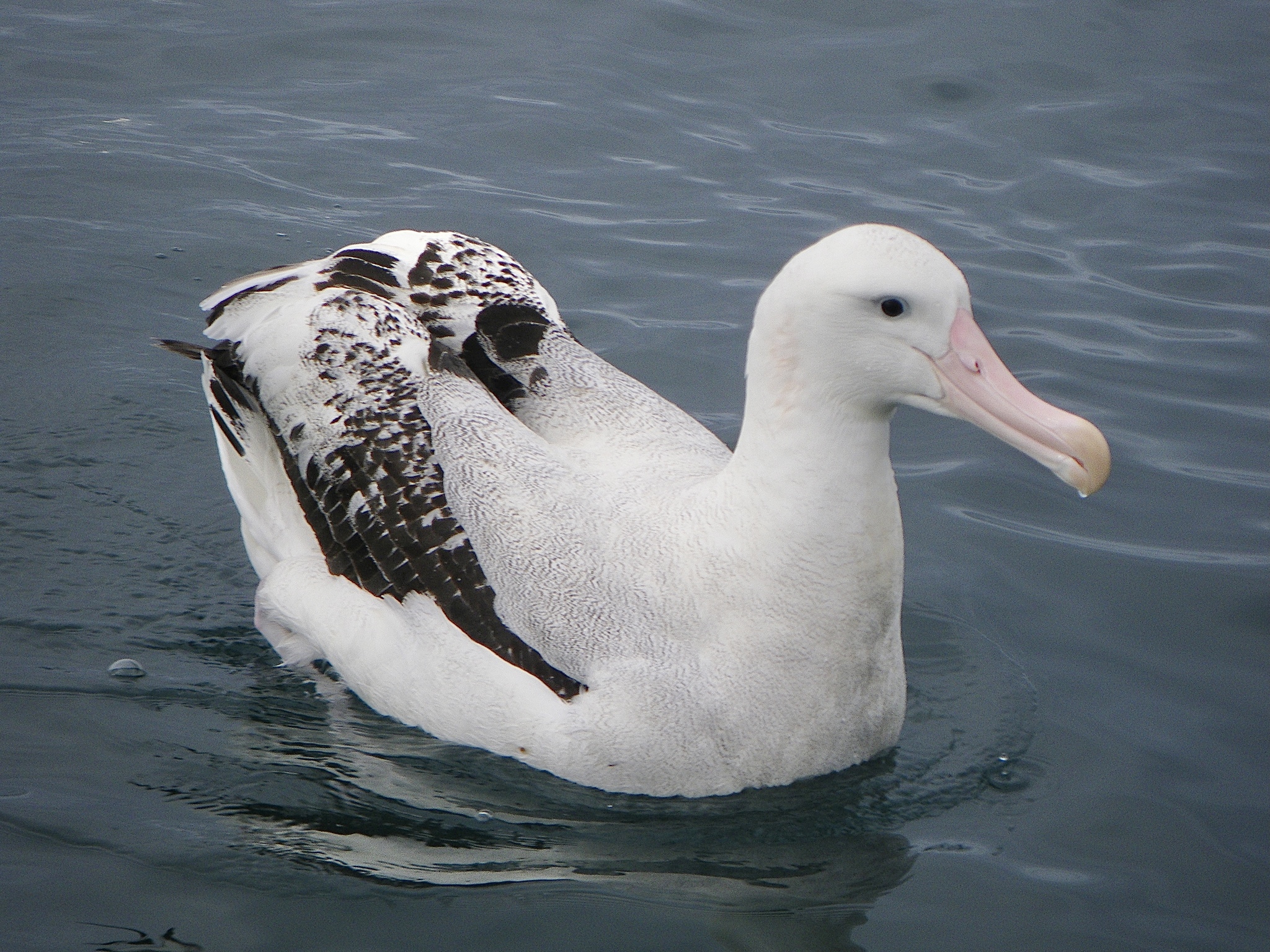 Albatroz-gigante está presente durante todo o ano em mares brasileiros