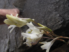 Tritonia pallida
