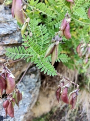 Astragalus penduliflorus