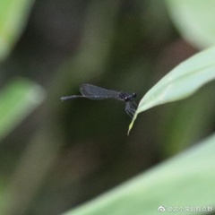 Prodasineura autumnalis