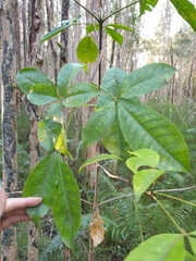 Melicope elleryana