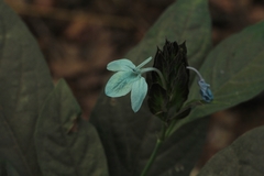 Ecbolium ligustrinum