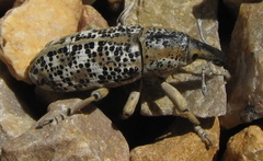 Lixus schoenherri