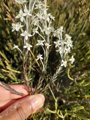 Struthiola myrsinites
