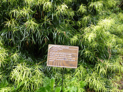 Podocarpus salignus