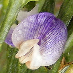 Psoralea aphylla