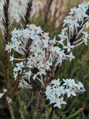 Struthiola myrsinites