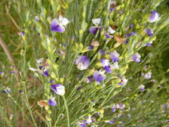 Psoralea aphylla