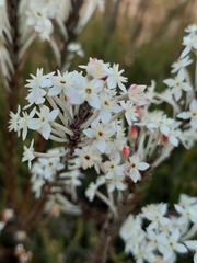 Struthiola myrsinites