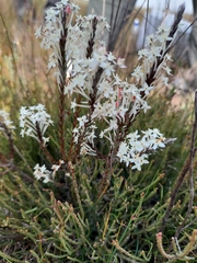 Struthiola myrsinites