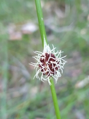 Chorizandra cymbaria