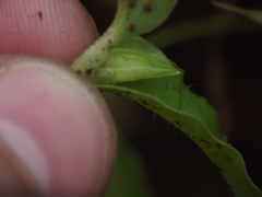 Commelina forskaolii