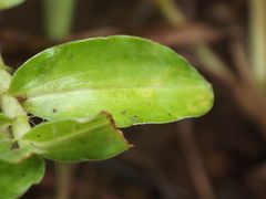 Commelina forskaolii