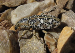 Lixus schoenherri