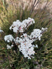 Struthiola myrsinites
