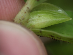 Commelina forskaolii