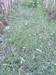 Chorizandra cymbaria