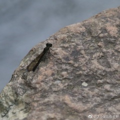 Heliocypha perforata